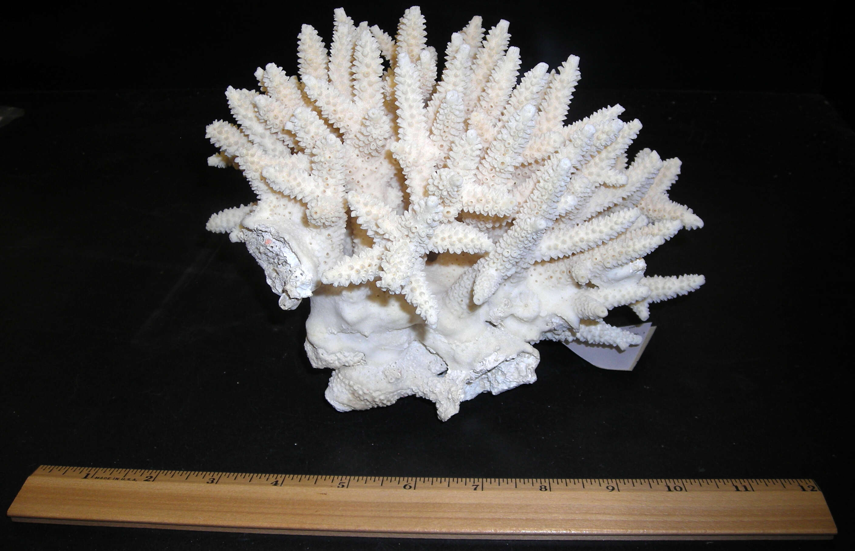 Image of Eight-ray finger coral