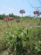 Image of clasping milkweed