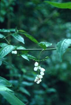 Image of West Indian milkberry