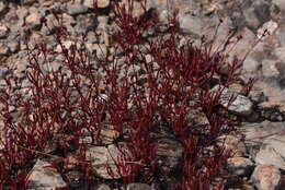 Image of Tripogandra angustifolia (B. L. Rob.) Woodson