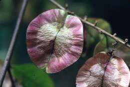 Слика од Urvillea stipularis M. S. Ferrucci