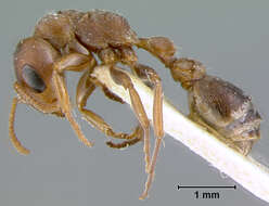 Image of Pseudomyrmex canescens (Smith 1877)