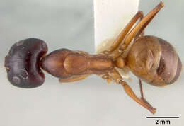 Imagem de Camponotus acutirostris Wheeler 1910