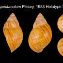 Image of <i>Archachatina spectaculum</i> Pilsbry