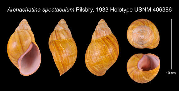 Image of <i>Archachatina spectaculum</i> Pilsbry