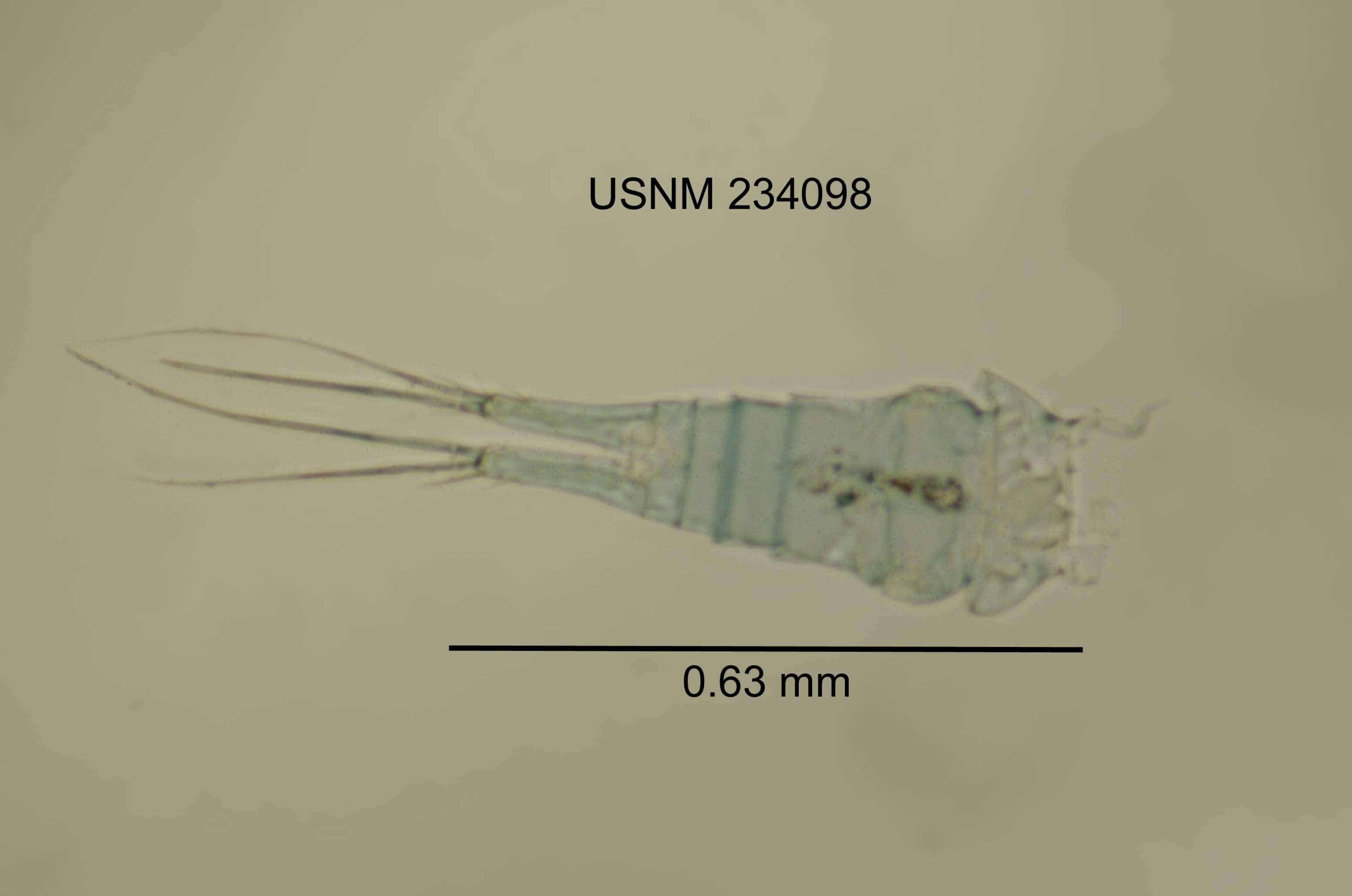 Слика од <i>Acanthocyclops vernalis</i>