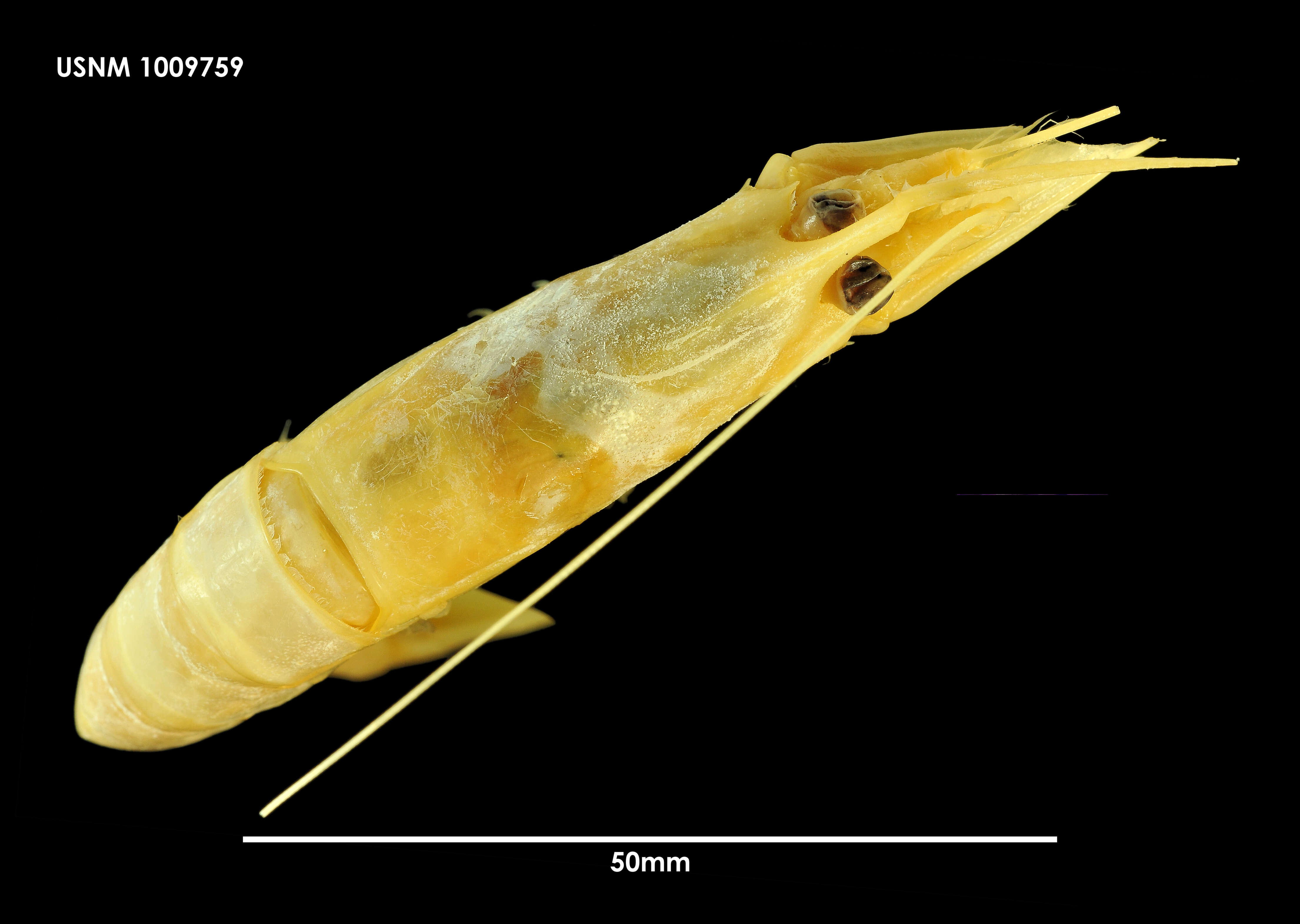 Слика од Nematocarcinus lanceopes Spence Bate 1888