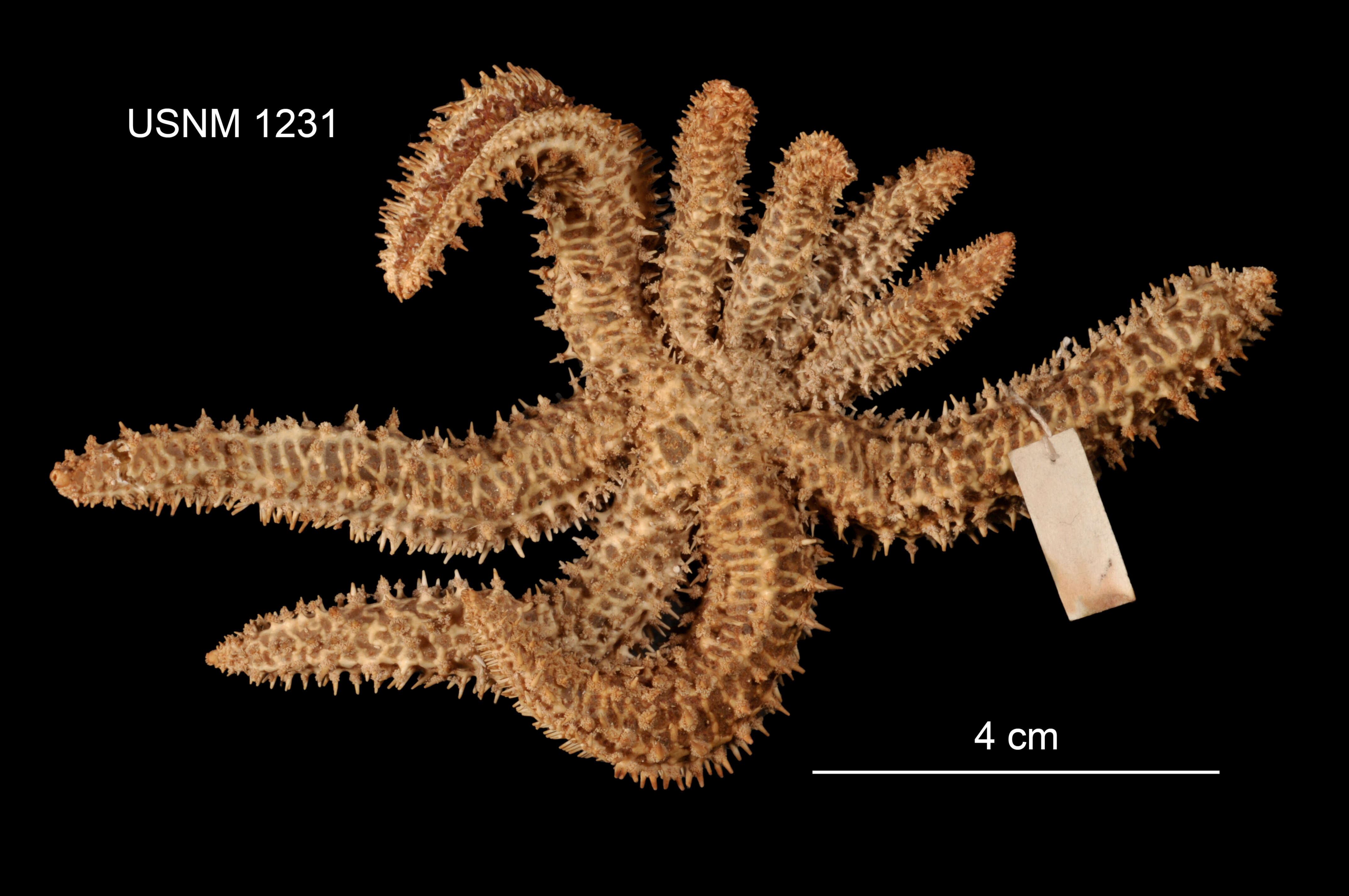 Image de Coscinasterias acutispina (Stimpson 1862)