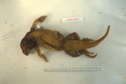 Image of Common Chuckwalla