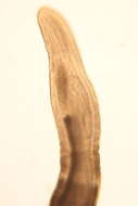 Image of Tubulanus pellucidus (Coe 1895)