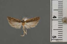 Image of Lecithocera telosperma Diakonoff 1967