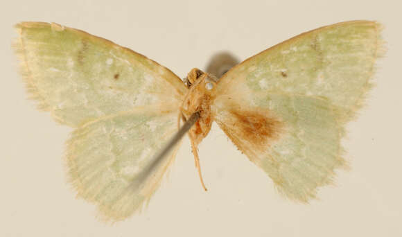 Image of Lissochlora viridifimbria Dognin 1911