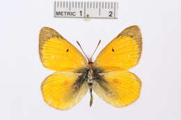 Image of Colias flaveola Blanchard 1852