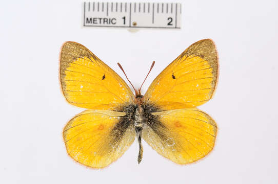 Image of Colias flaveola Blanchard 1852