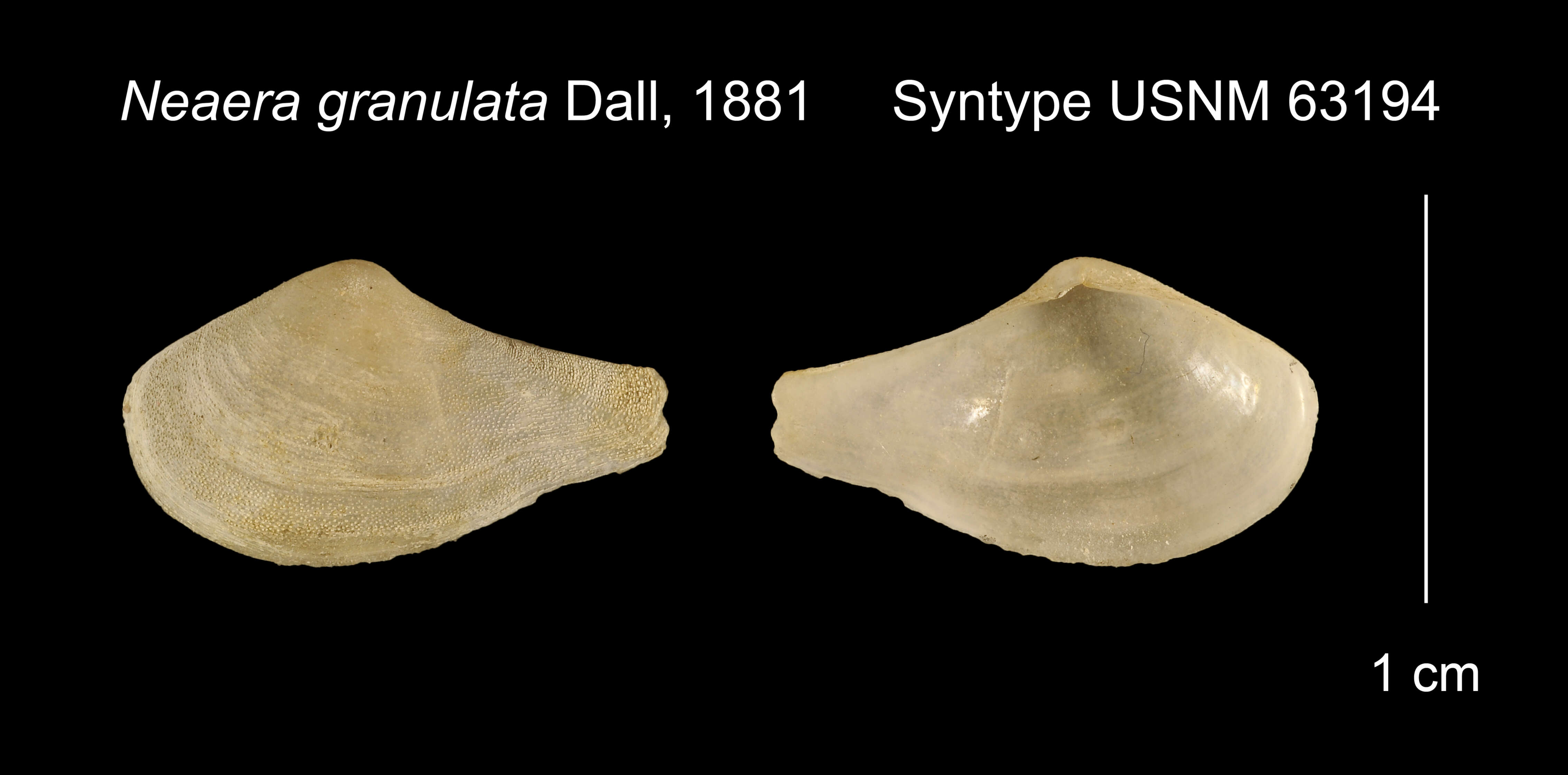 Image of Plectodon granulatus (Dall 1881)