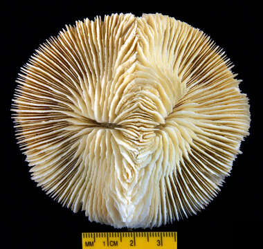 Image of Fungia repanda Dana 1846