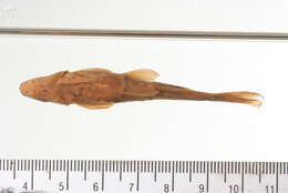 Sivun Rhinichthys falcatus (Eigenmann & Eigenmann 1893) kuva