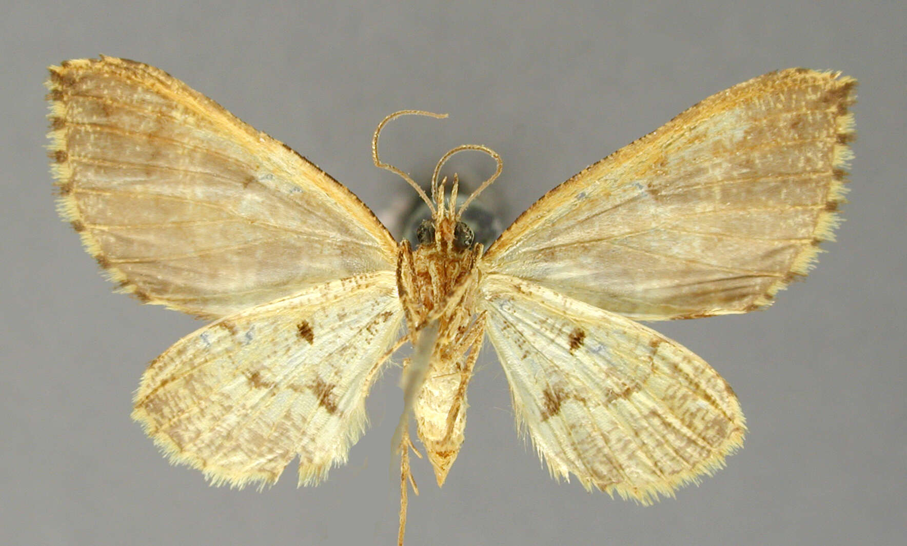 Image of Psaliodes infulata Schaus 1912