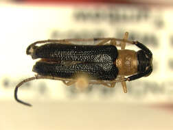 Image of Eranina flaviventris (Galileo & Martins 2005)