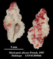 Image of Pygmaepterys aliceae (Petuch 1987)