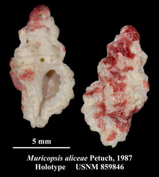 Слика од Pygmaepterys aliceae (Petuch 1987)