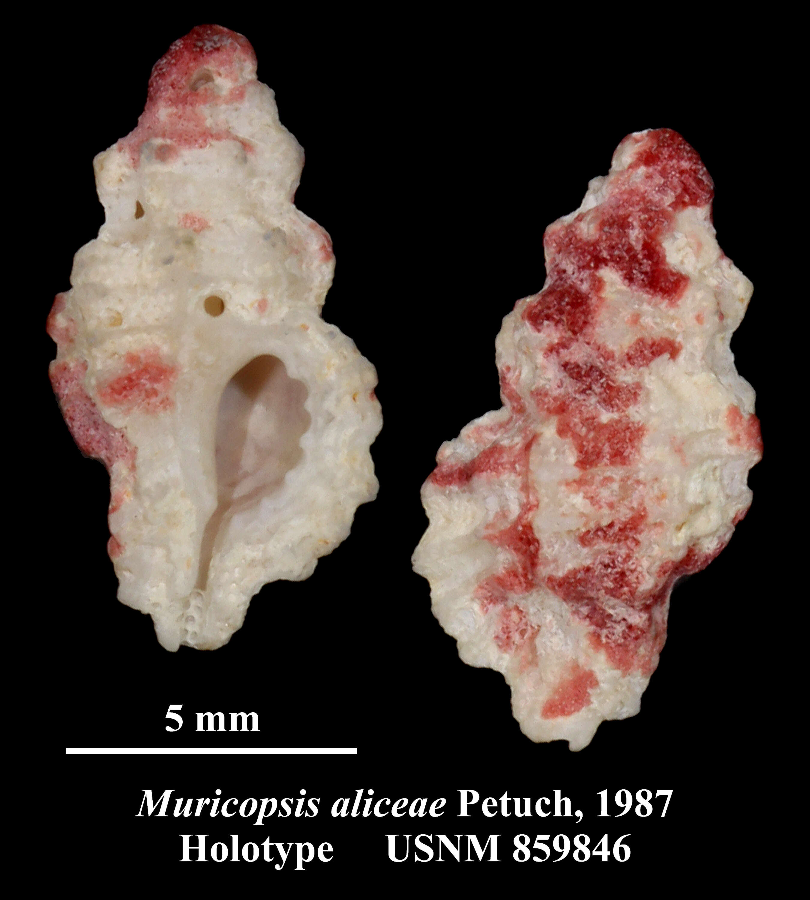 Image of Pygmaepterys aliceae (Petuch 1987)