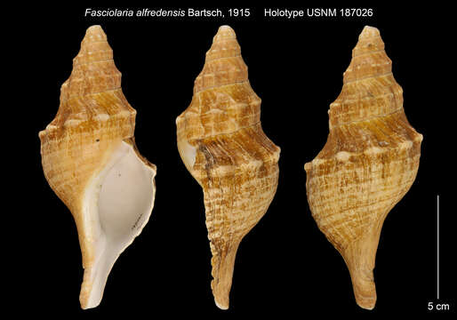 Image of <i>Kilburnia alfredensis</i>