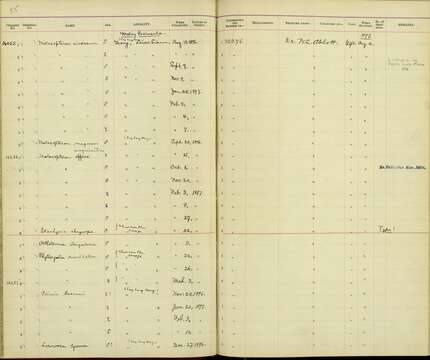 Image of Malacopteron magnirostre magnirostre (Moore & F 1854)