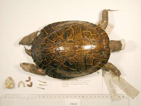 Image of Eastern River Cooter