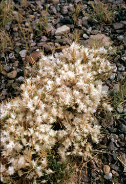 Image of low woollygrass