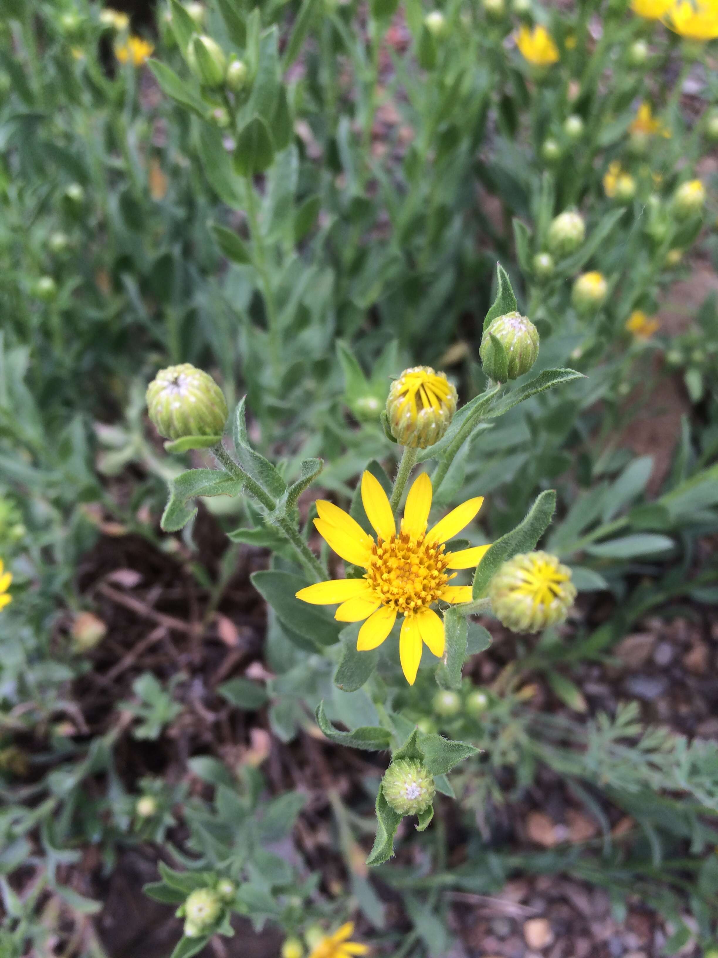 Image of hairy false goldenaster