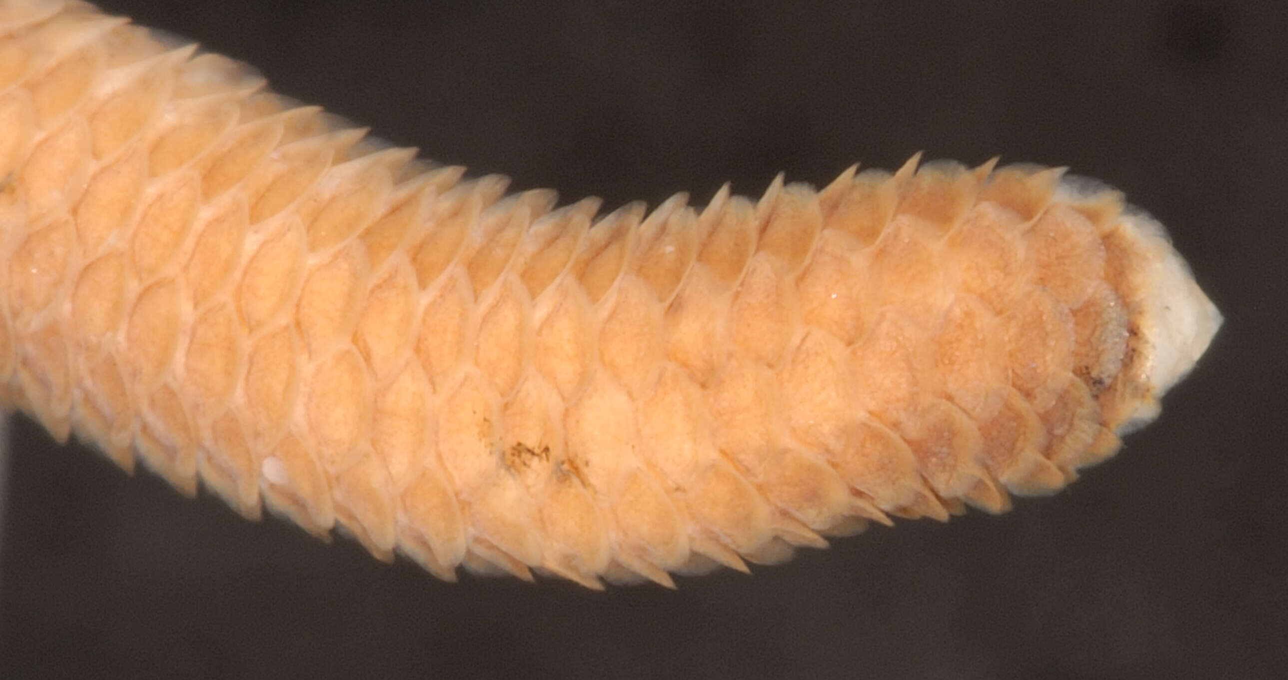 Image of South American Blind Snake