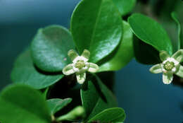 Image of Erythroxylum rotundifolium Lunan