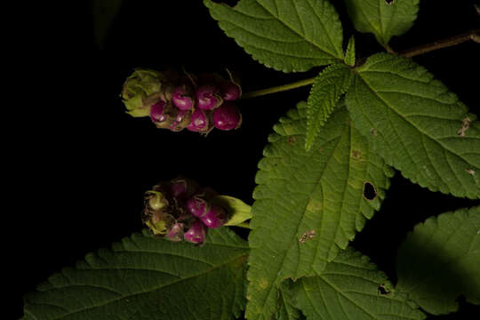 Image of hammock shrubverbena