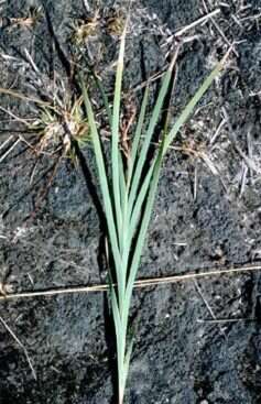 Image of Tropical Twig-Rush