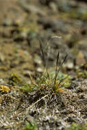 Image of Festuca Tourn. ex L.