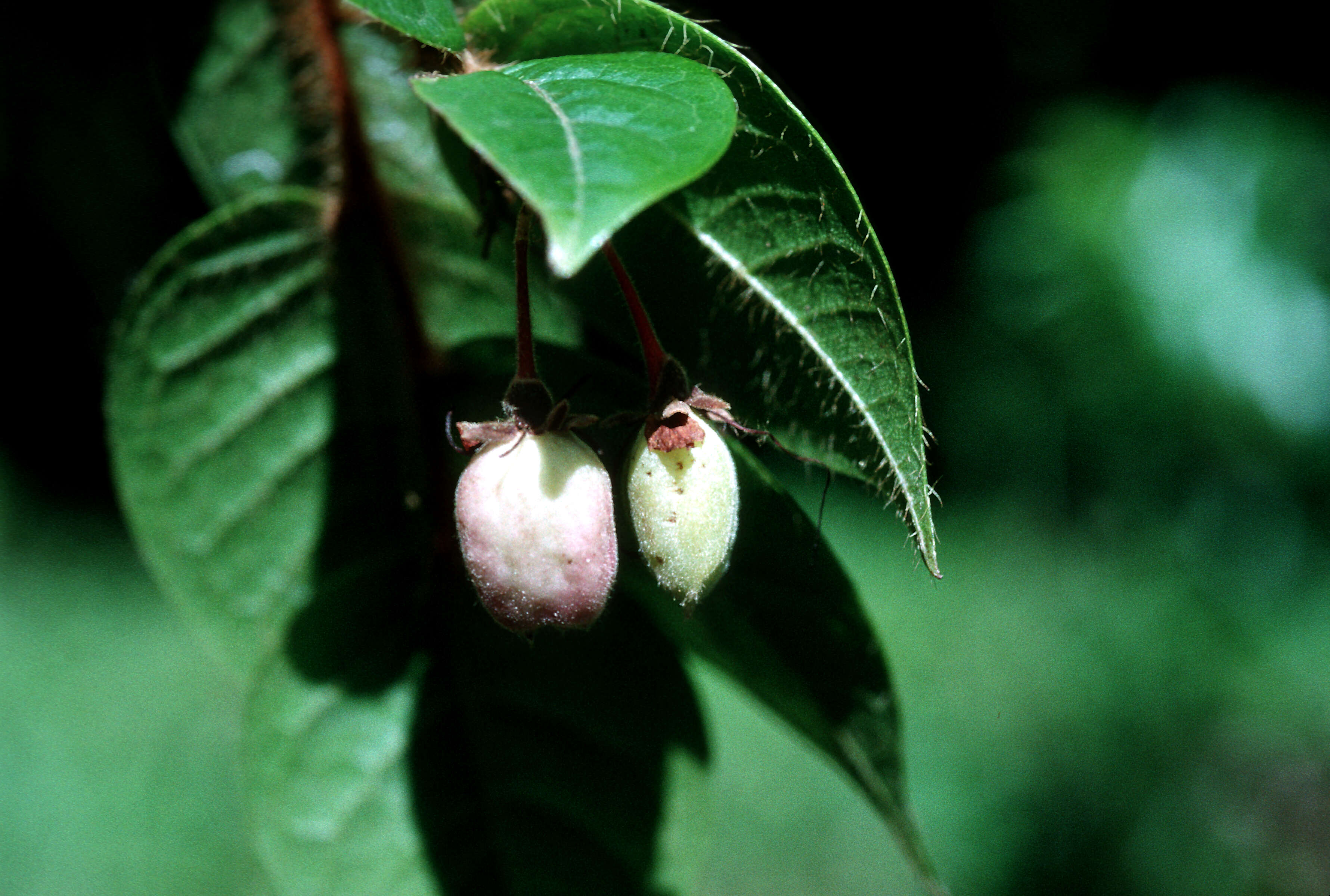 Image of Teta-de-Burra-Cinarron