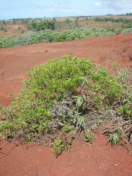 Image of ridgetop naupaka