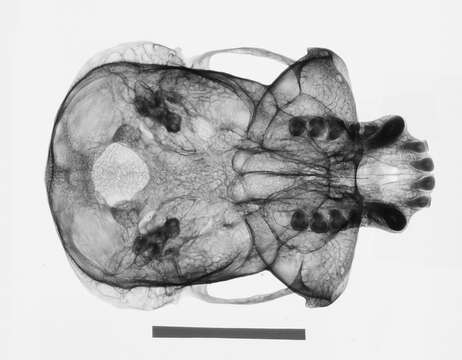 Image de Hylobates lar entelloides I. Geoffroy Saint-Hilaire 1842