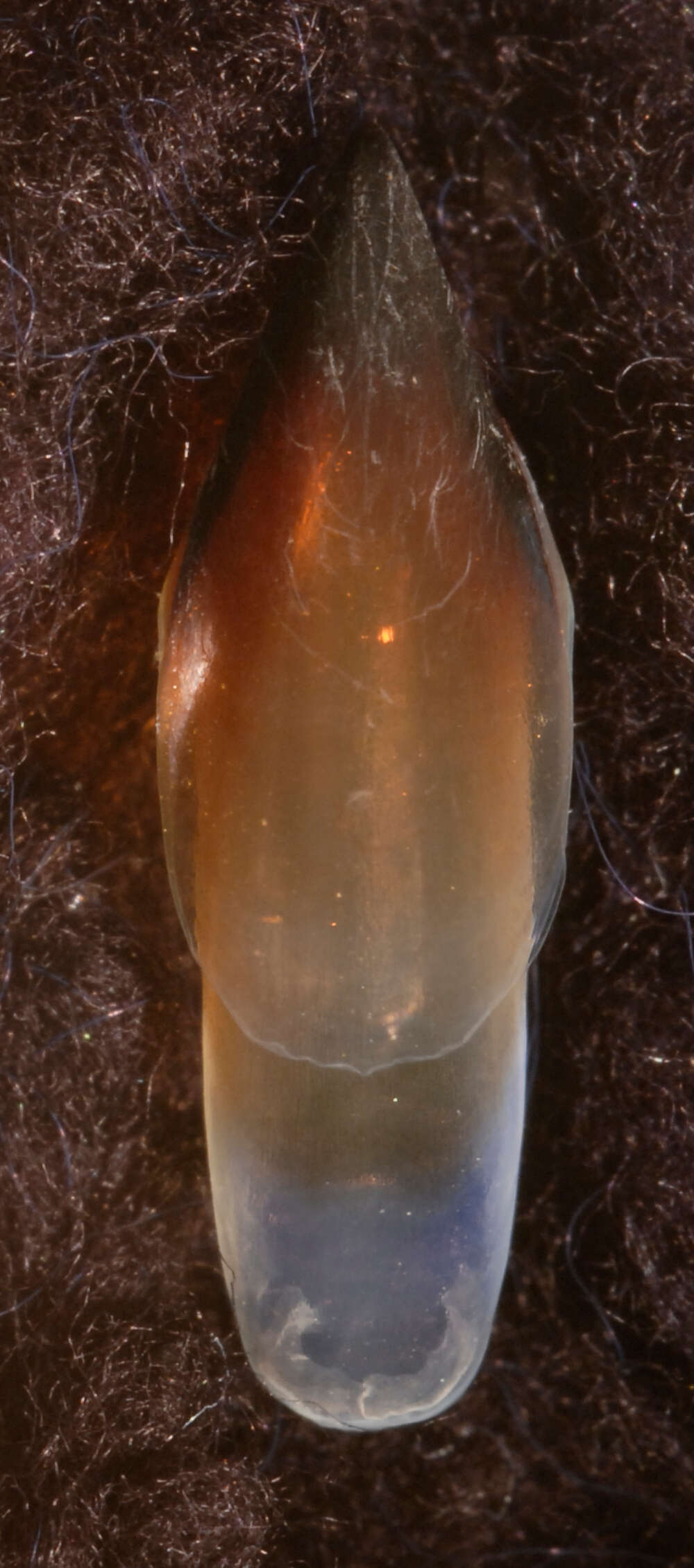 Image of arrow-finned squid