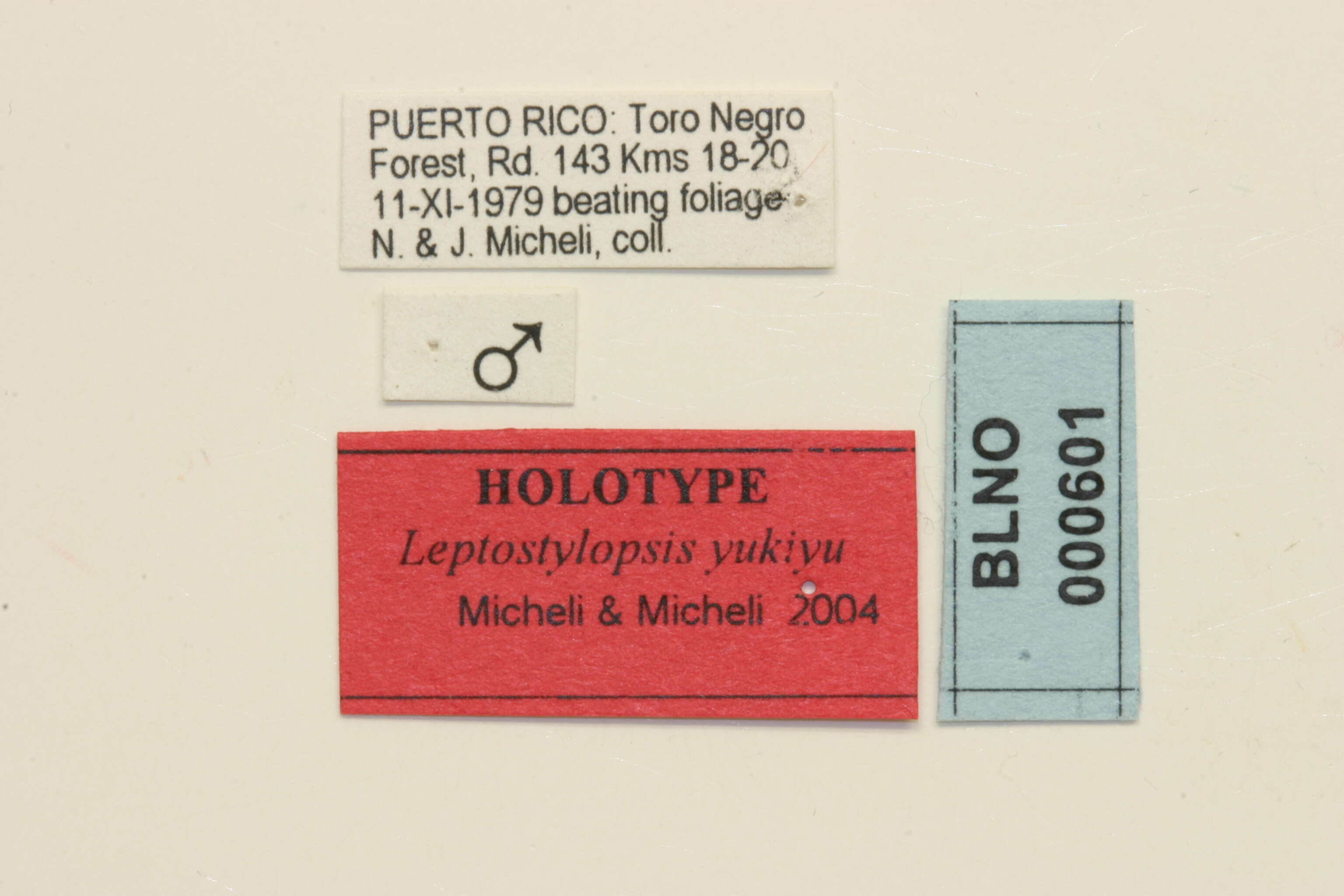 Image of Leptostylopsis yukiyu Micheli & Micheli 2004