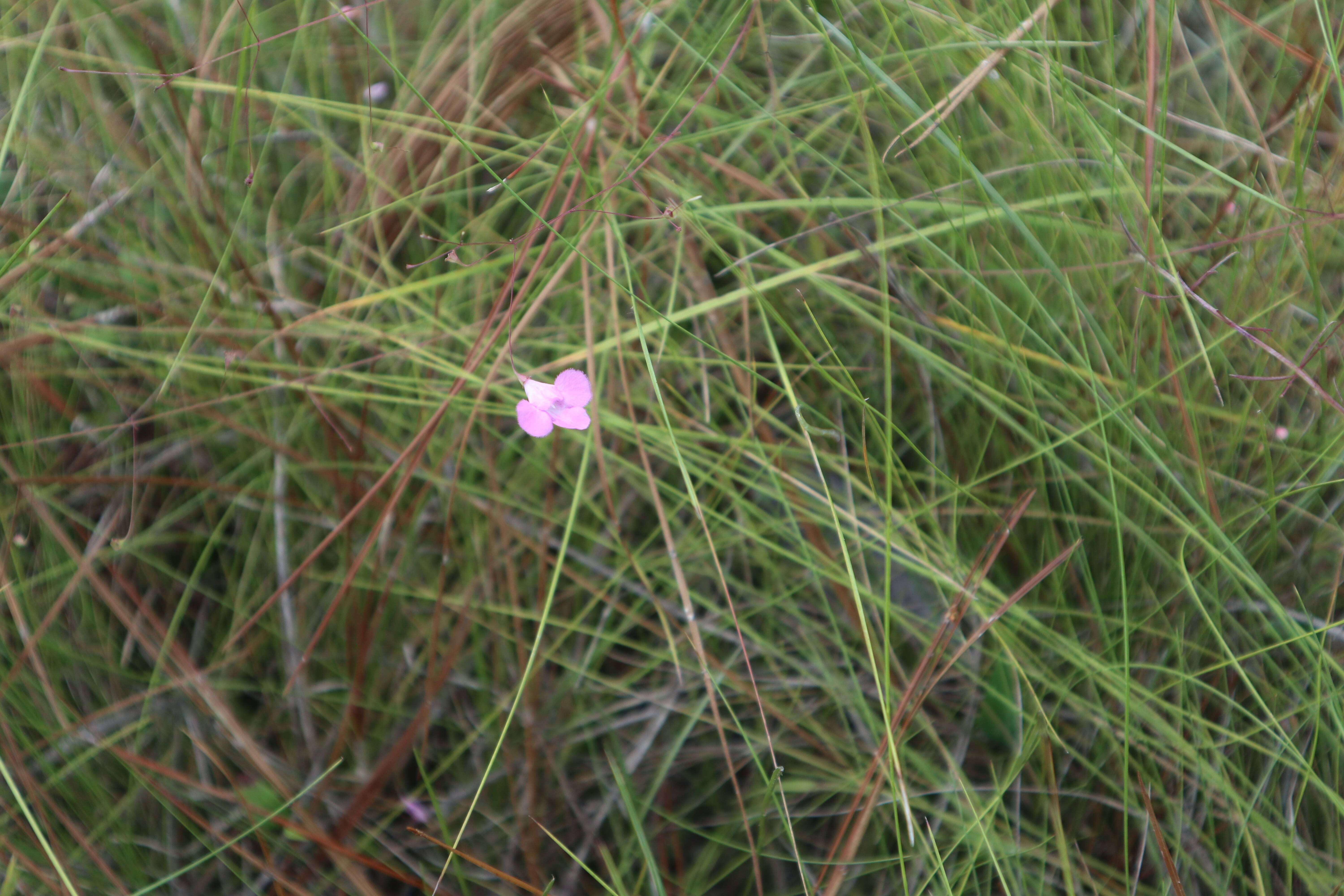 Image of Pineland False Foxglove