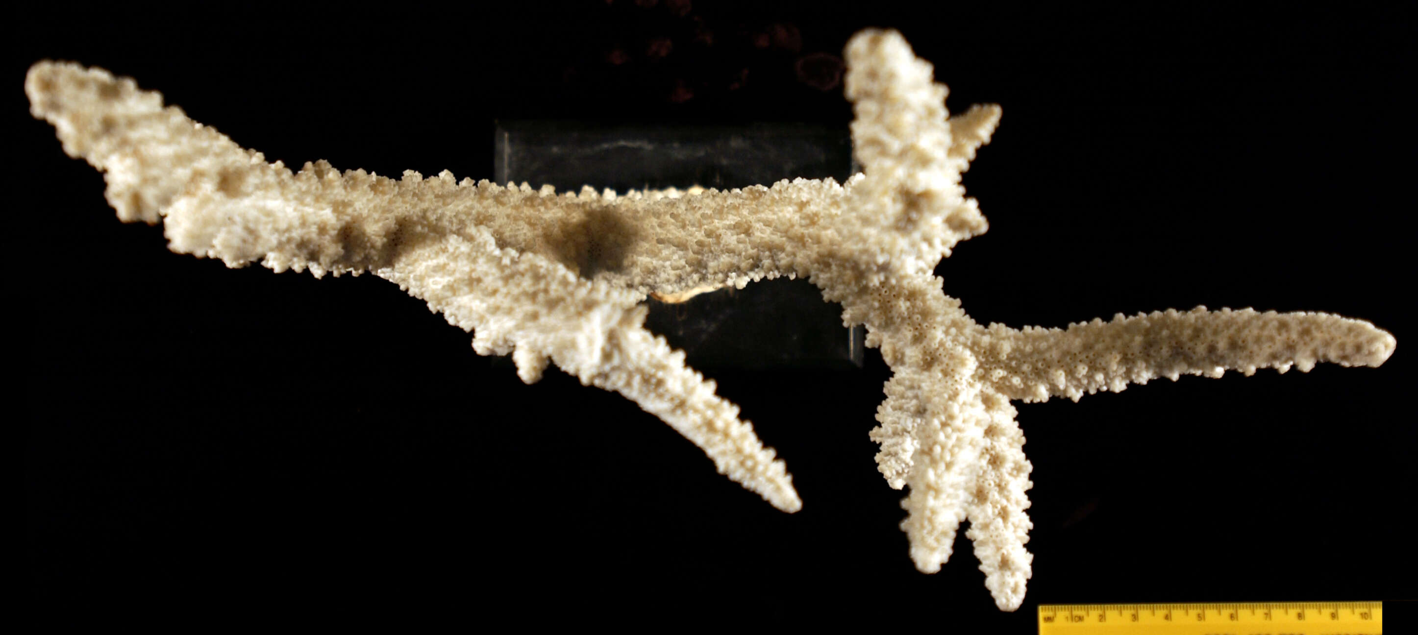 Image of Branch Coral