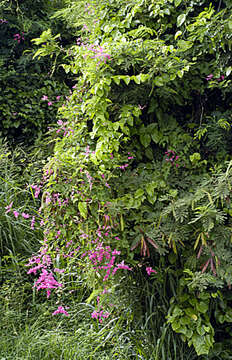 Image of antigonon