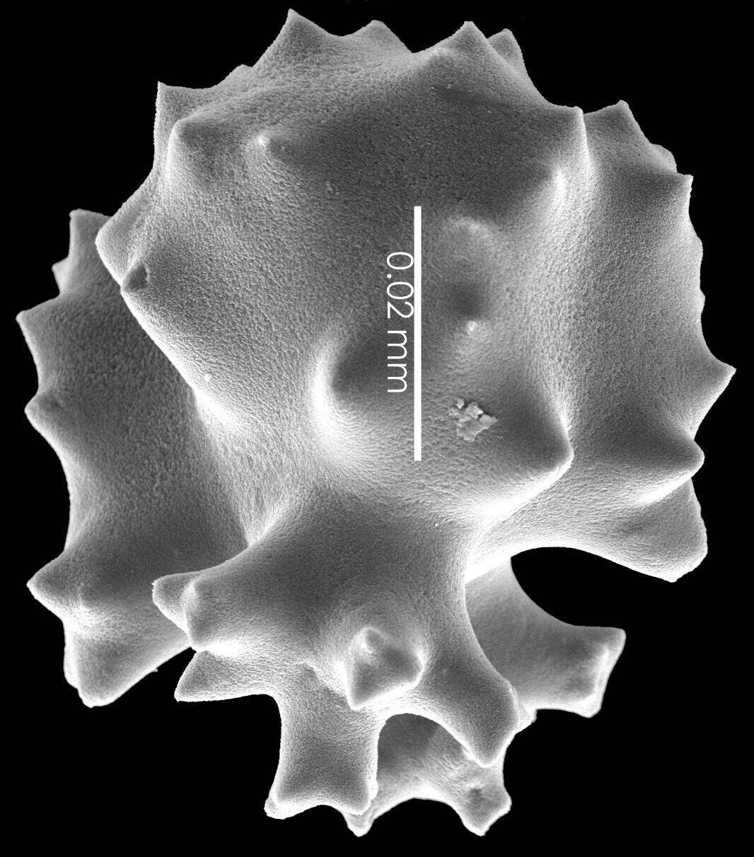 Image of Pleurocorallium niveum (Bayer 1956)