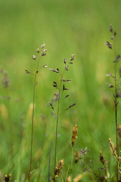 Plancia ëd Poa pratensis L.