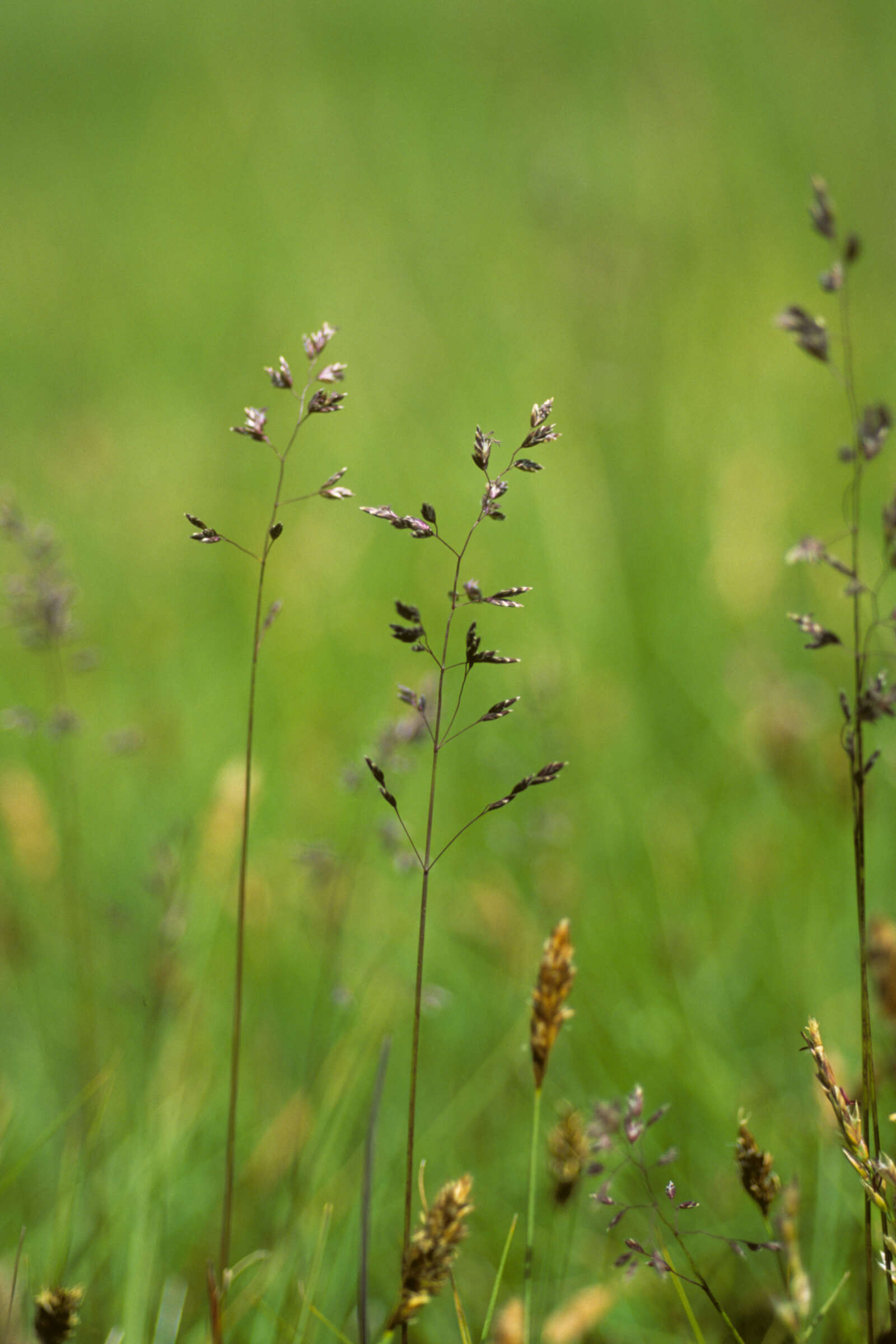 Plancia ëd Poa pratensis L.