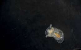 Image of Nudibranchia