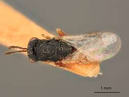 Image of Eurytoma aureata Bugbee 1945