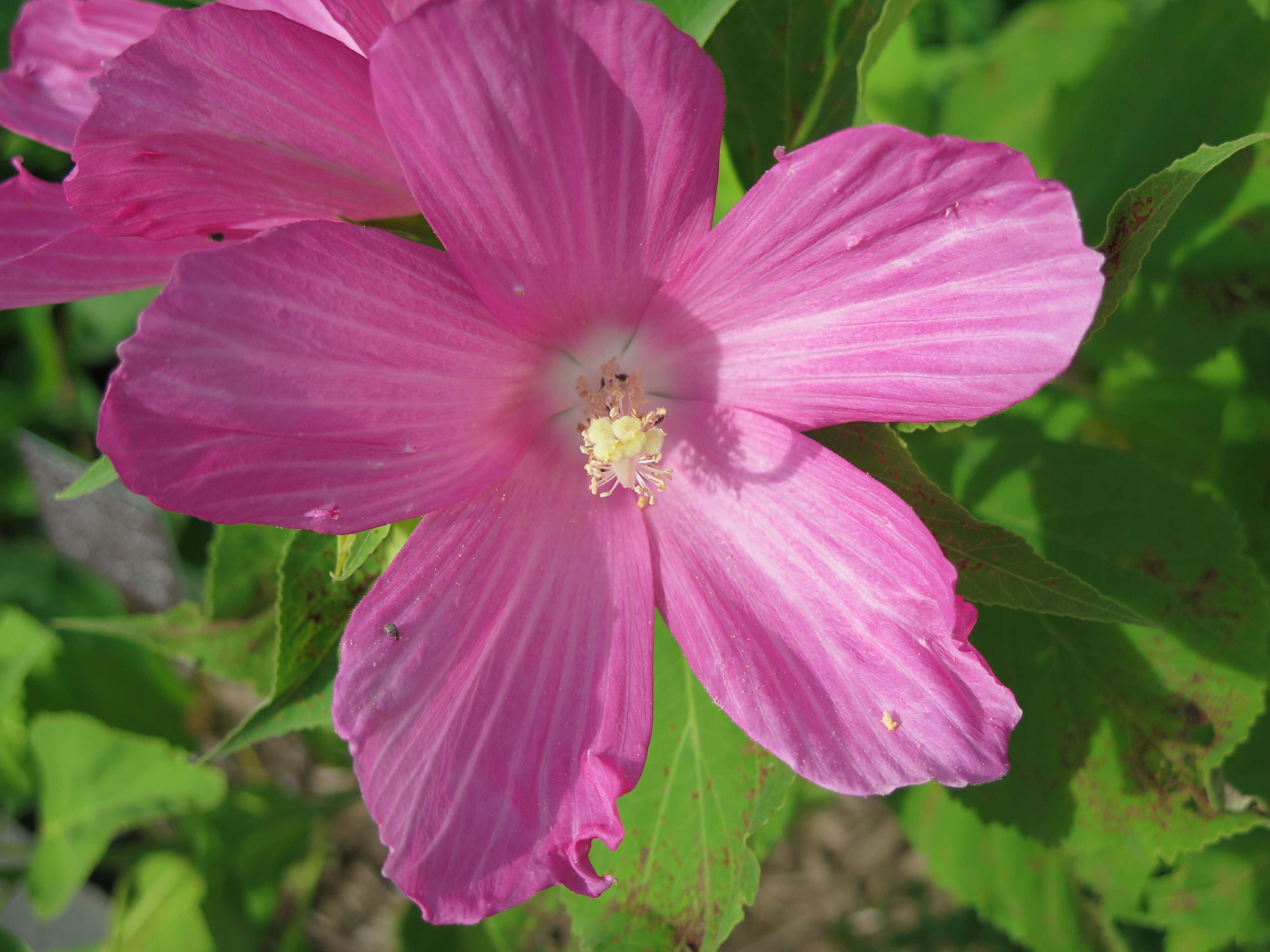 Image of crimsoneyed rosemallow